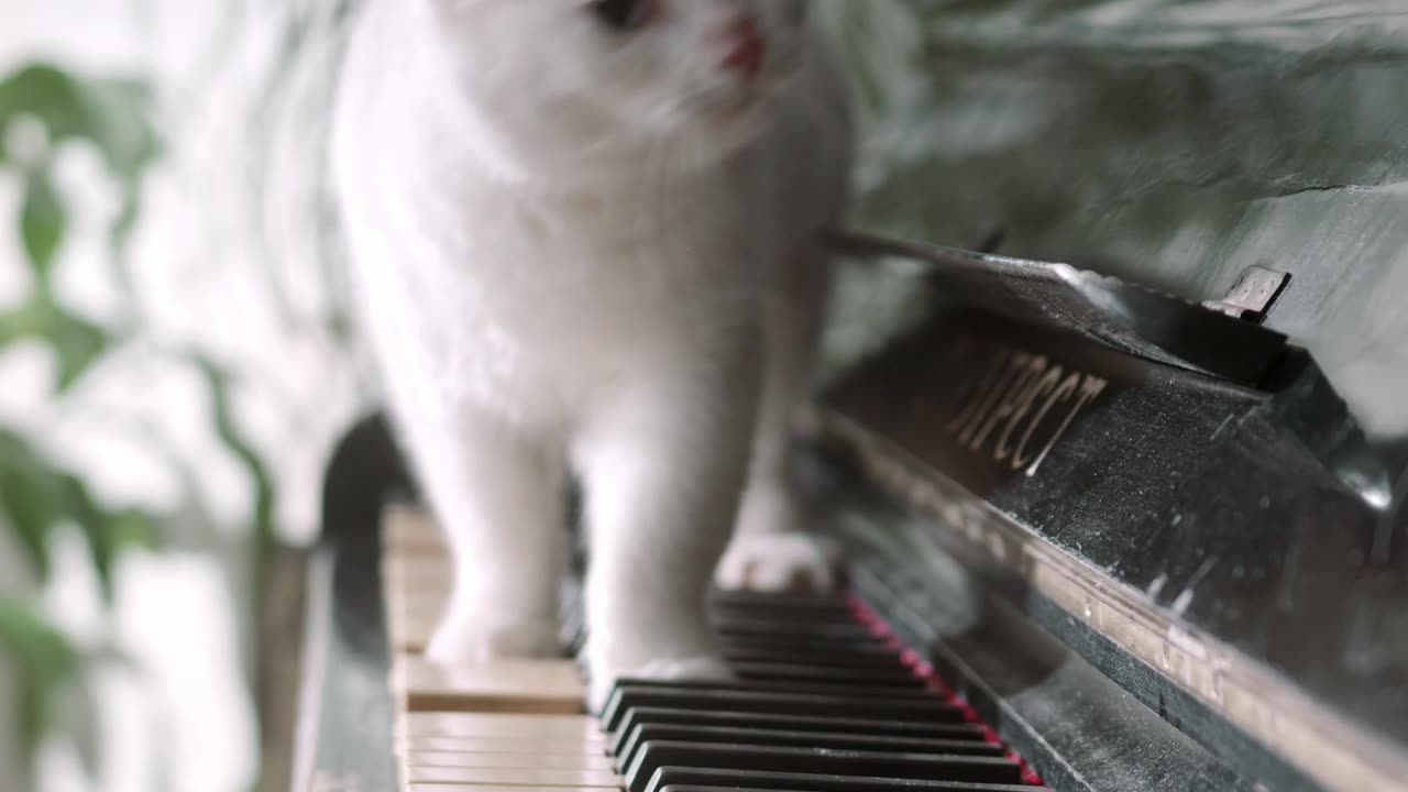 Cat playing piano