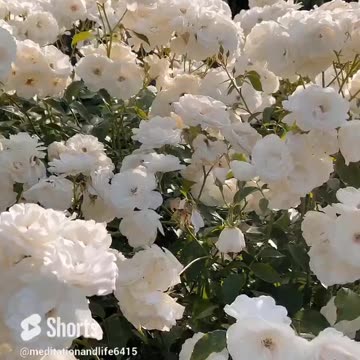 Flower can makes a man charming and Rejoice #shorts #shorts #meditation #piano #relaxing