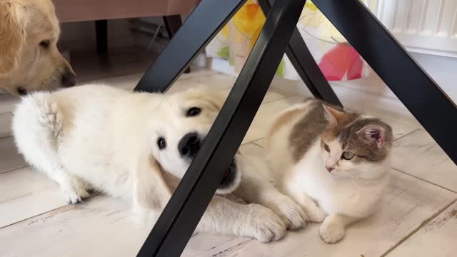 Golden Retriever Puppy tries to make friends with Cats