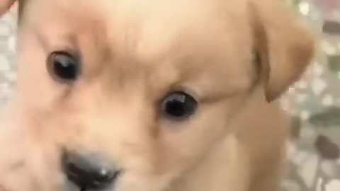 Cute 🐕