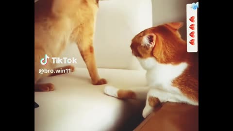 Animal fight