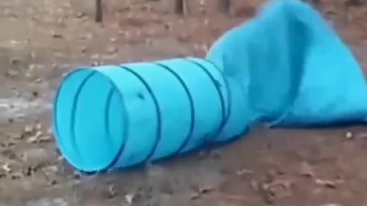 Funny Dog