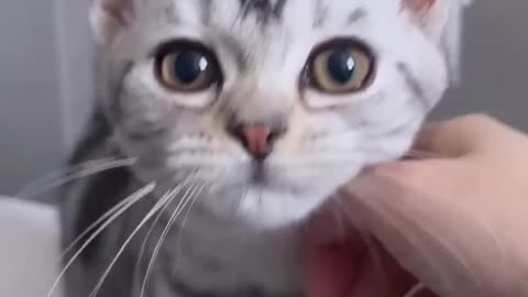 Cute cats videos