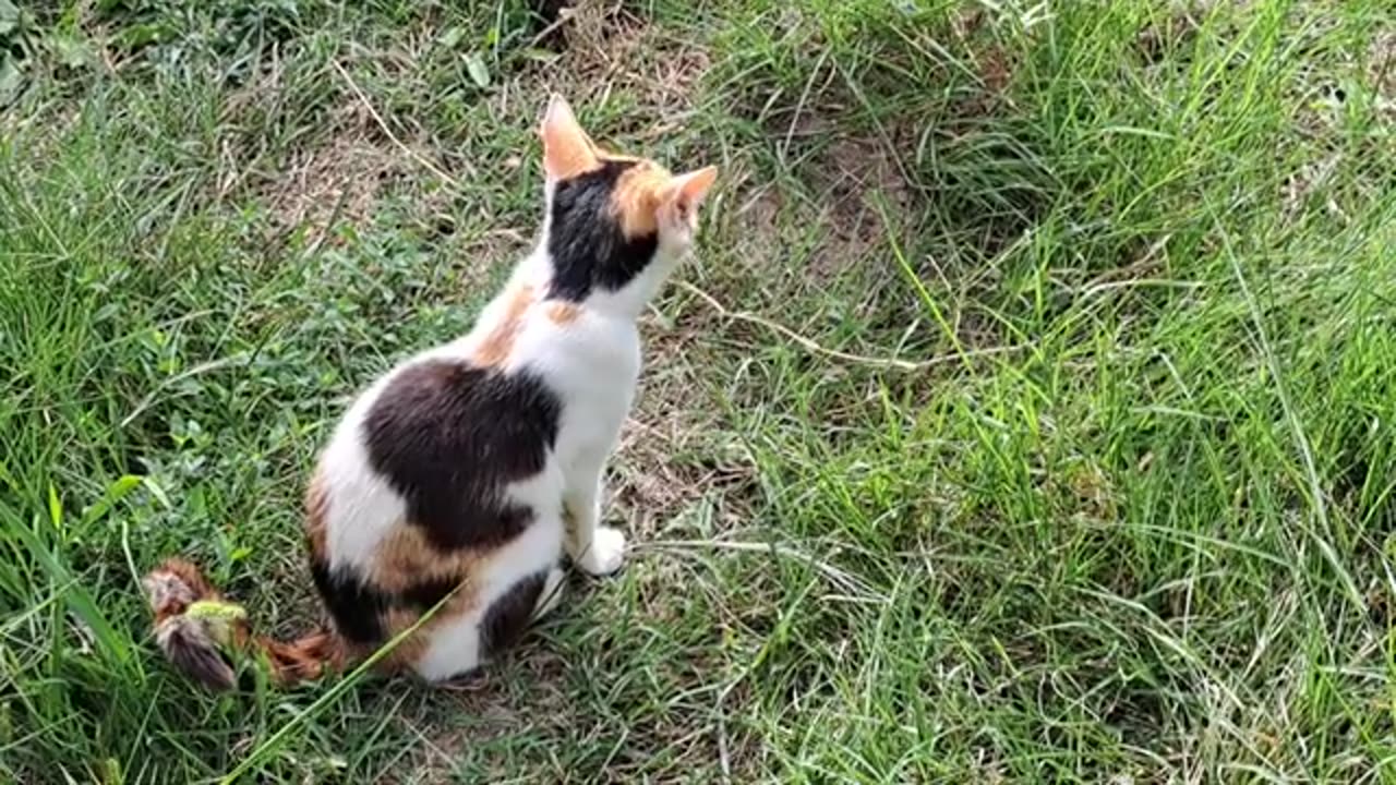 Colorful cute cat is resting. Relaxing cat video