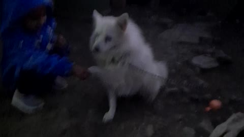 Dog