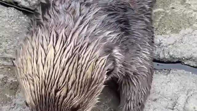 This seal behaves like a human