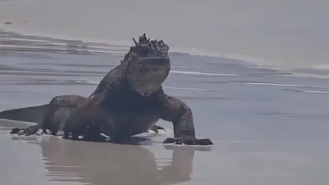 Meeting mini Godzilla on the beach