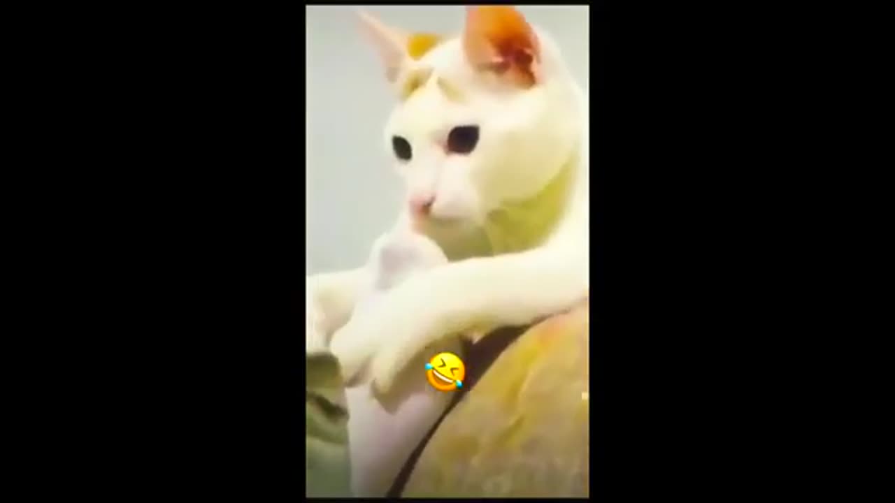 funny cat and dogs videos funny videos 2024 #animals #cats #funnycats #funniestanimals #dogsvideos