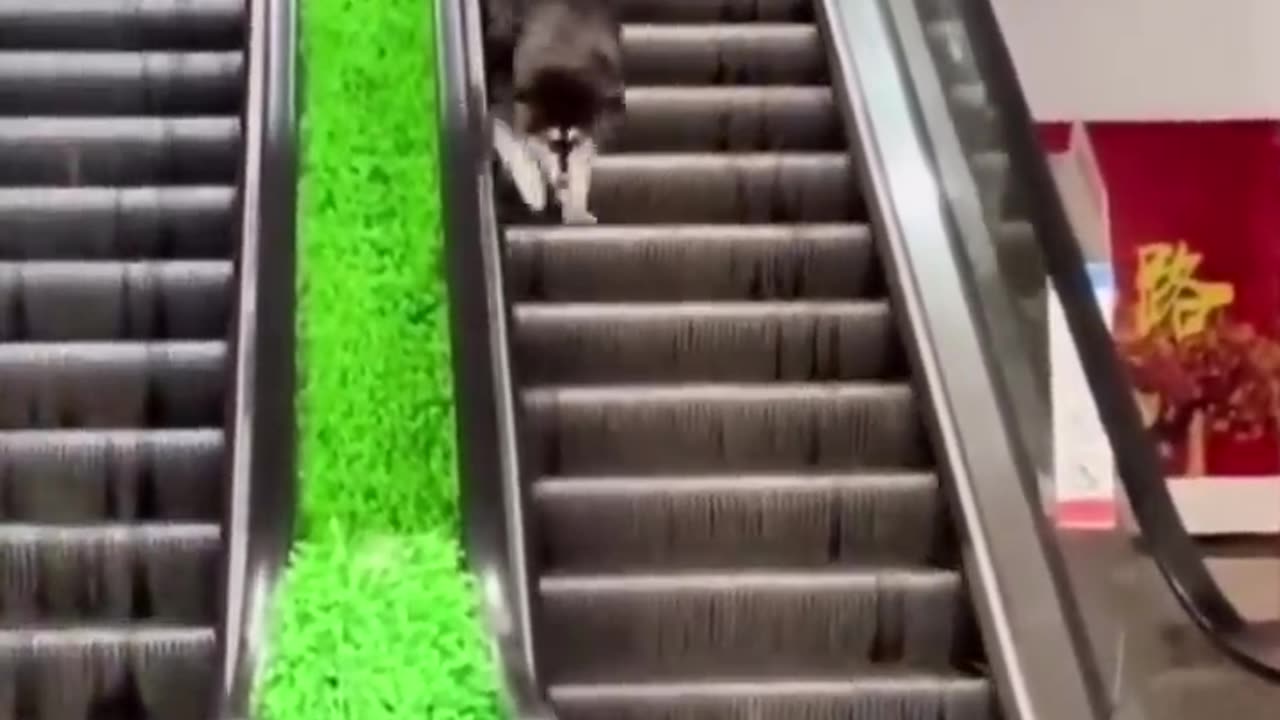 Funny dogs video