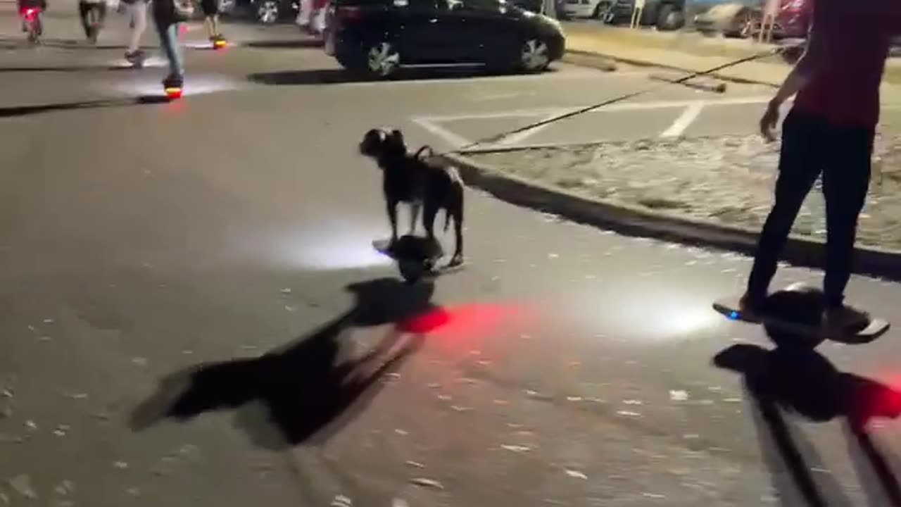 Dog rides onewheel with the gang