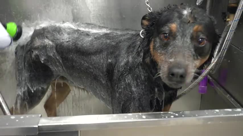 Don't mess with the Australian Cattle Dog