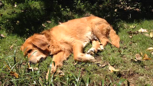 TRES FILMES QUE APARECEM GOLDEN RETRIEVER