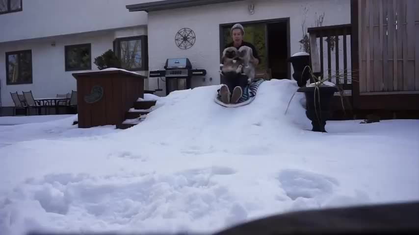 Animal Winter Wonderland