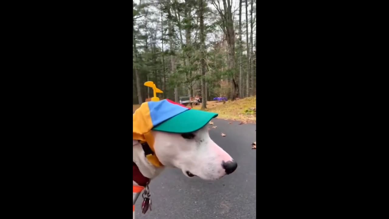Funny animal video