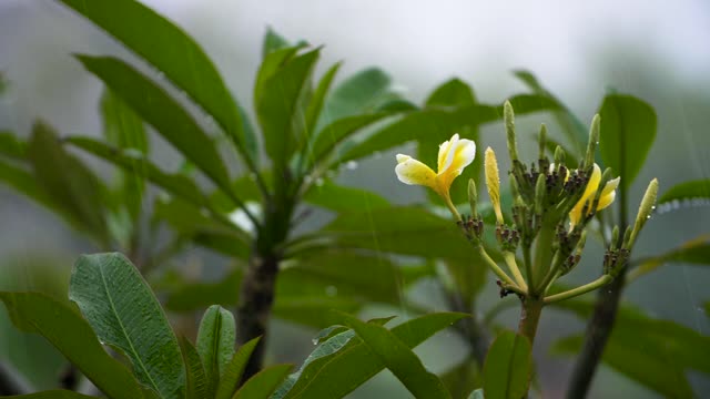 Beautiful Flowers, Rain drops on the flowers