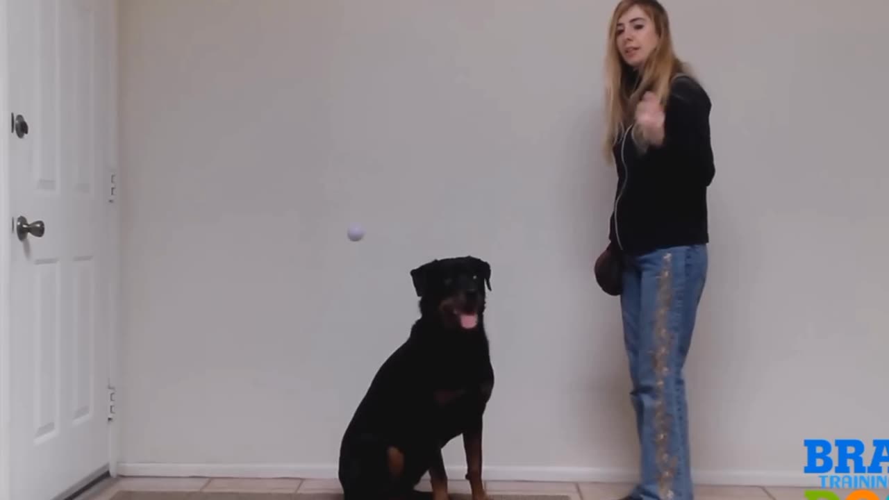 Brain training for dogs - the airplane game exam demonstration
