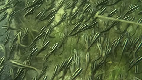 Wow, so many cool little fish.
