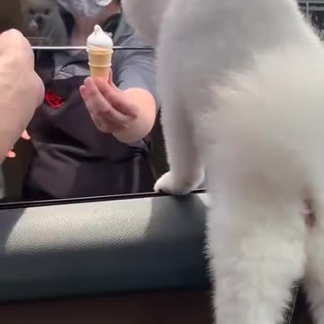 Cute Funny Dog Videos Compilation #shorts 2023