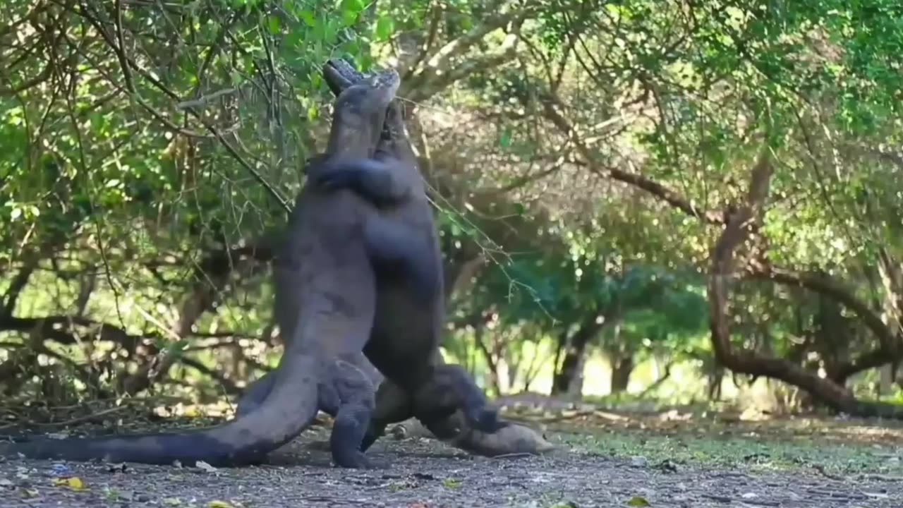 Gator Grapple: Alligators Engage in a Fierce Battle!