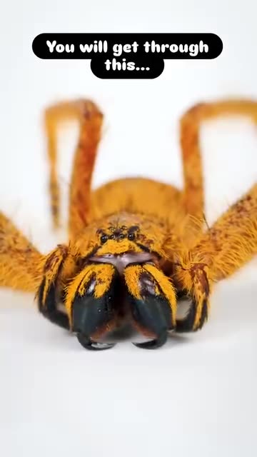 The Brazilian Wandering Spider