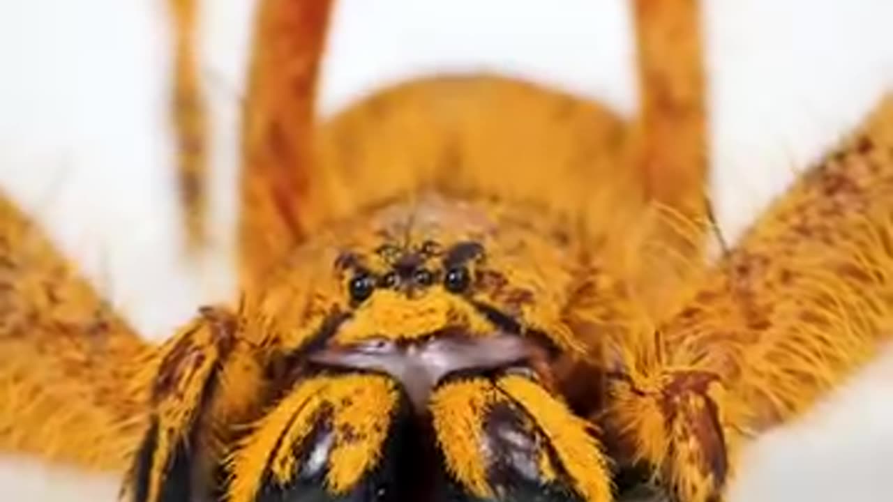 The Brazilian Wandering Spider