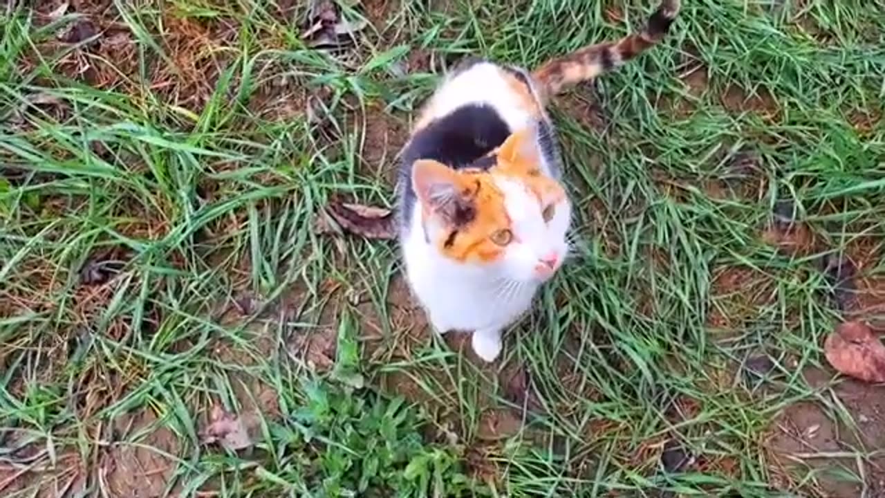 Do you think this cat is pregnant??? #streetcats #meowing #catvideos