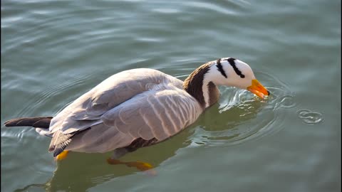 Eating Duck