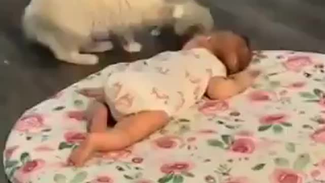 Mamãe gata carrega gatinho bebê para dormir