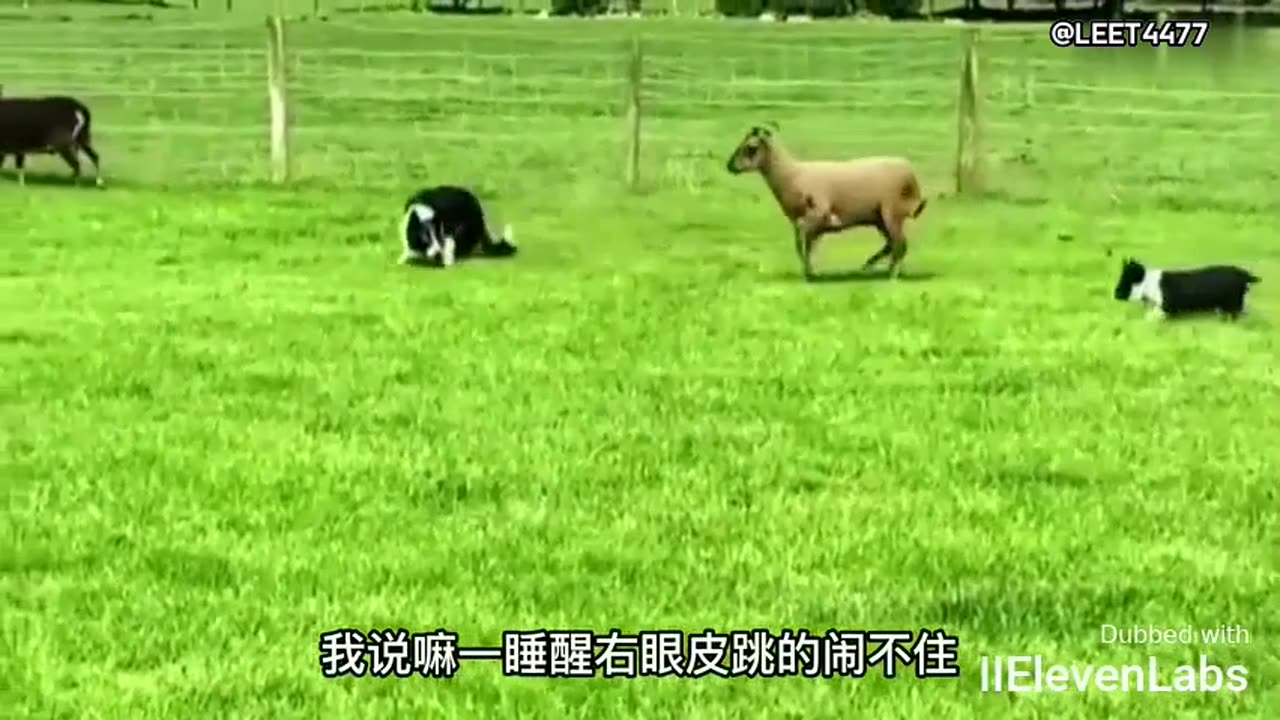 Sheep 'You guys are real dogs, using me as your guinea lamb for practice!'