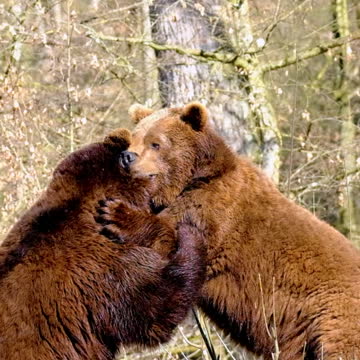😲😲 𝐄𝐩𝐢𝐜 𝐁𝐄𝐀𝐑 𝐁𝐚𝐭𝐭𝐥𝐞 😲😲 | Brown Bear Fighting