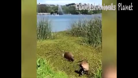 Best funniest animal video