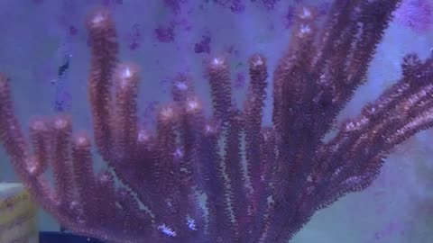 Gorgonian Coral