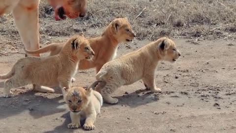 Cute Baby Lions