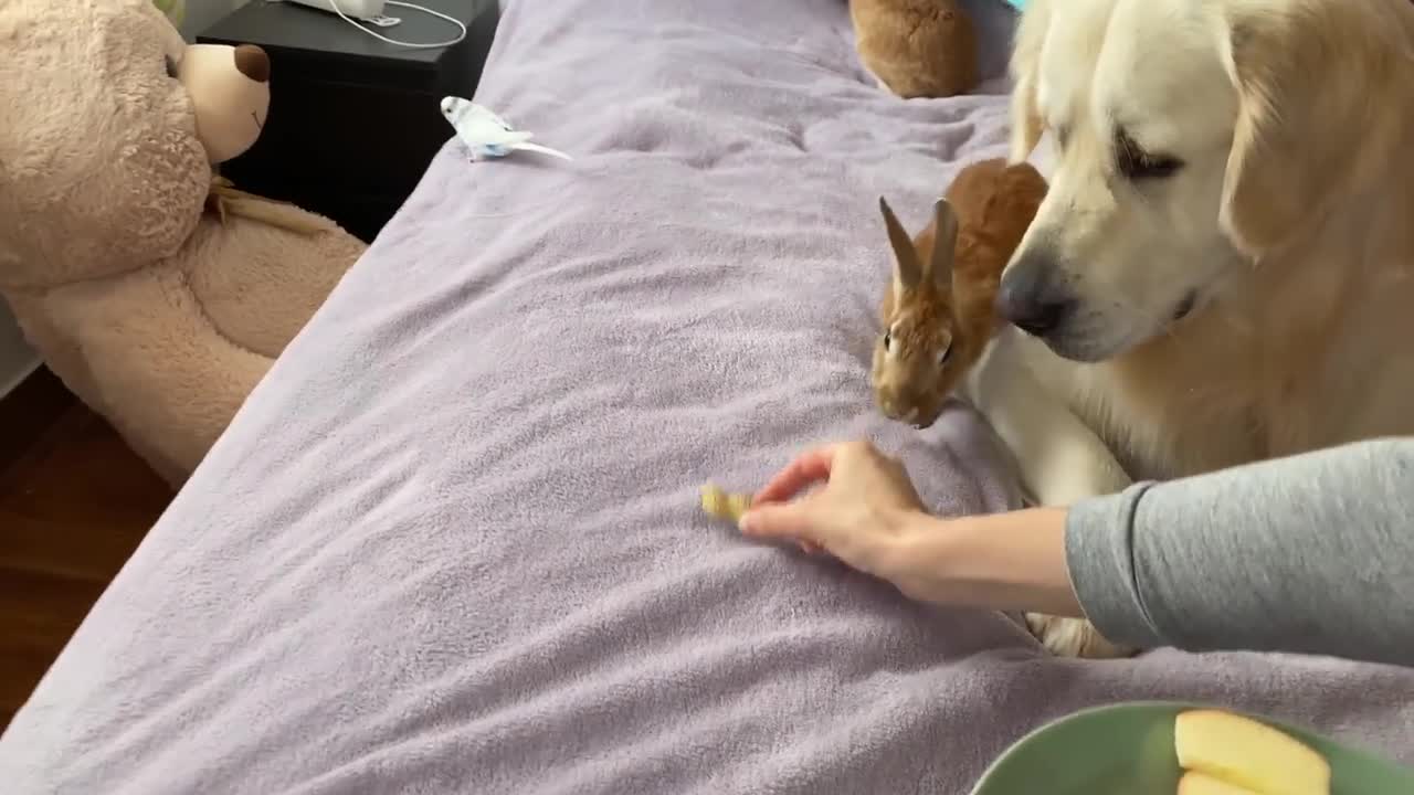 Can Golden Retriever eat in the company of rabbits - Cute Pets Video