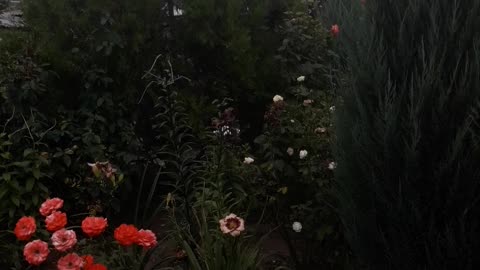 Garden at dusk