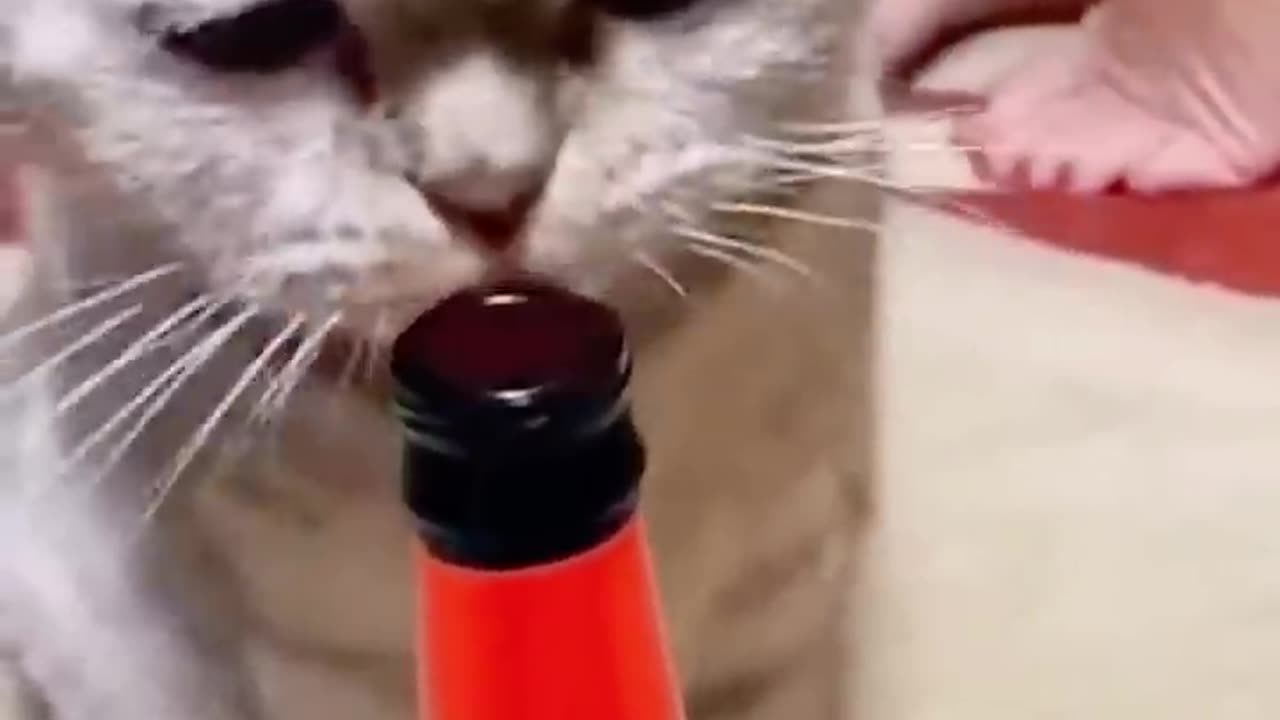 🐱Funny cat won't let you down 🥰 | animals lol memories |
