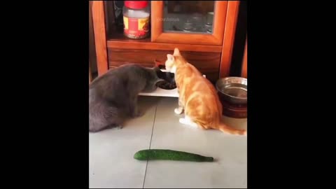 Funny and Cute action of cats