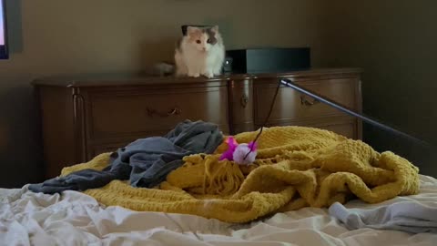 Cinnamon the Cat Doing a Somersault While Catching Toy