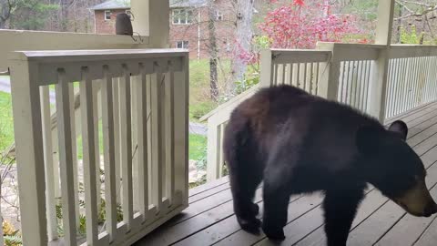 Bears Simone, Milo & Luca – Season 2 Episode 1