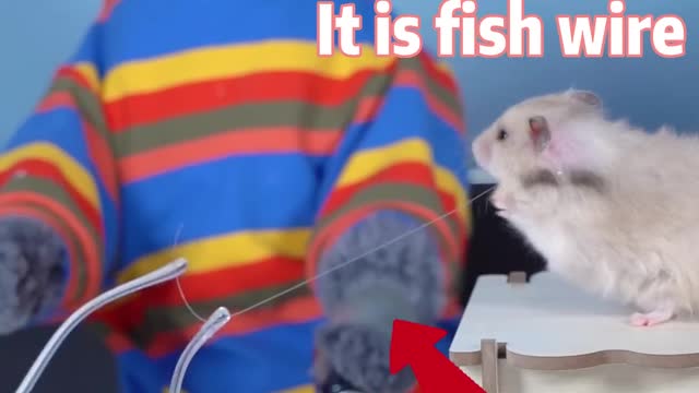 It's Time For Oscar To Show Amazing Magic🤓🤞| Funny Magic Challenge #funnycat #catsoftiktok #shorts