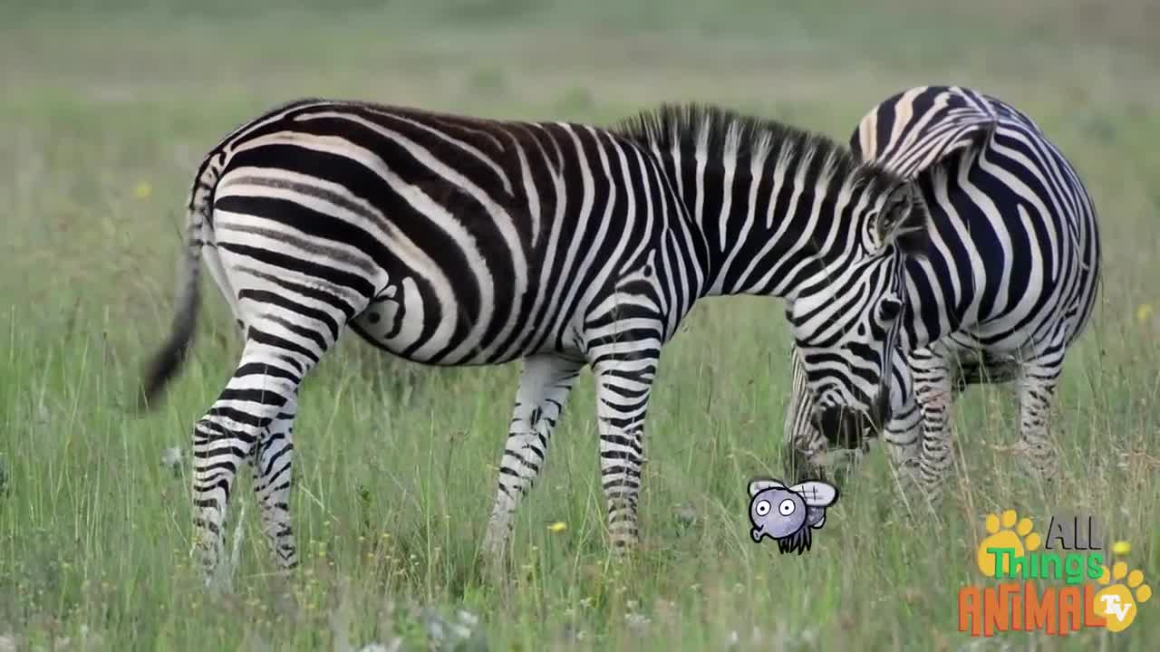 ZEBRA * | Animals For Kids | All Things Animal