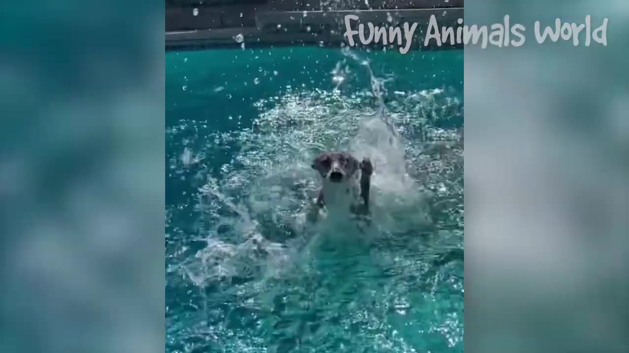 Funny And Idiot Animals 2023 Best Funny Animals Video