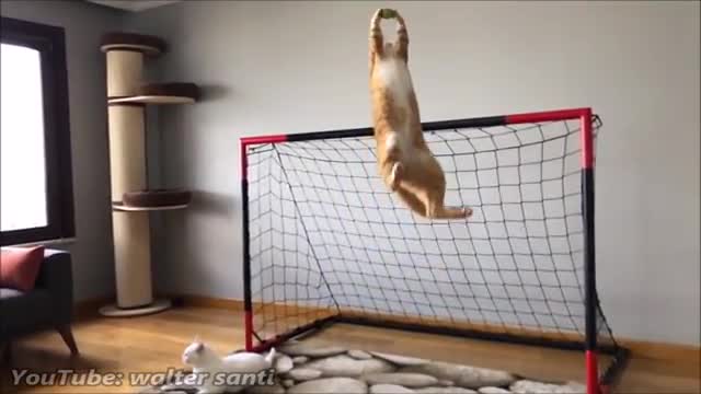 GOALKEEPER CAT TRAINING