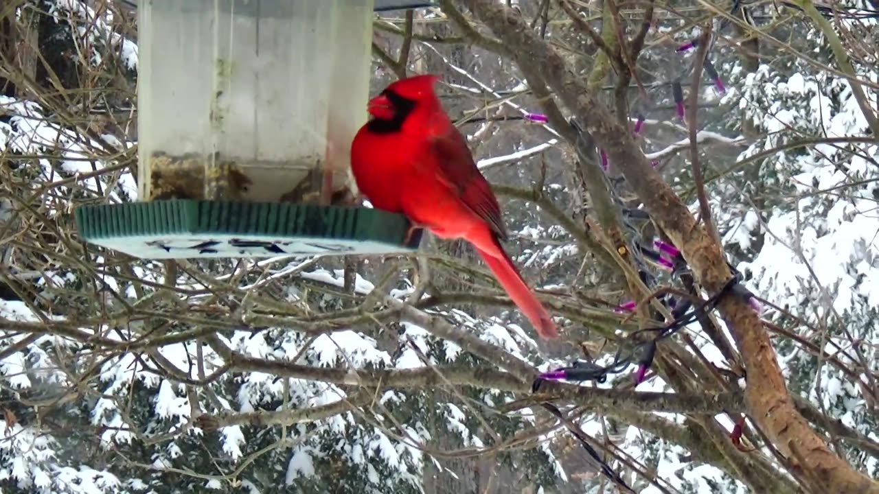 Cardinal