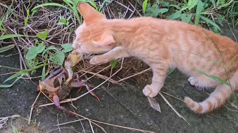 Big carab bites cat