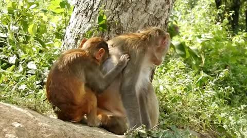 Monkey || Monkey fun video || Animal funny video || animals