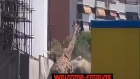An elephant and a giraffe