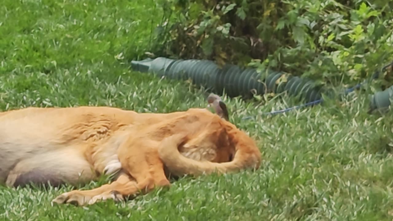 Bird Pecking Fur From Sleeping Bloodhound