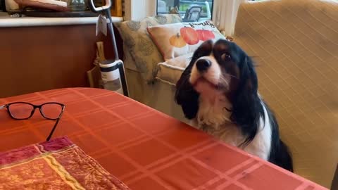 Cavalier & Newfie doggies badger owner during dinner