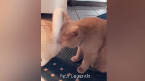 Funny Moments with Animals